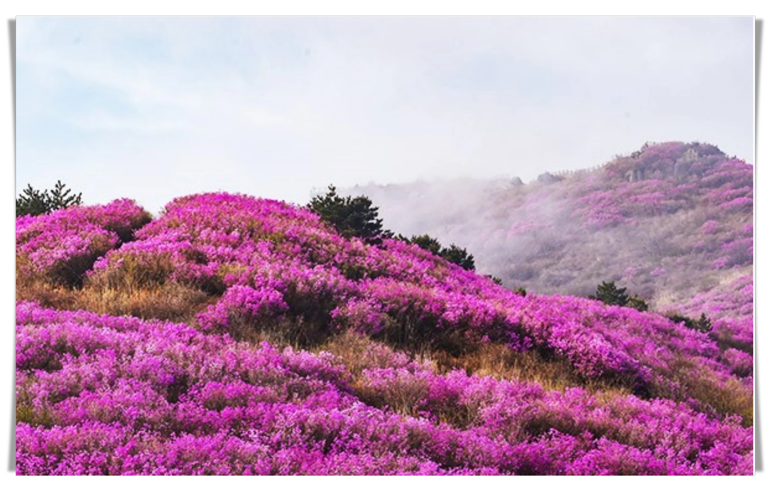 영취산-진달래능선