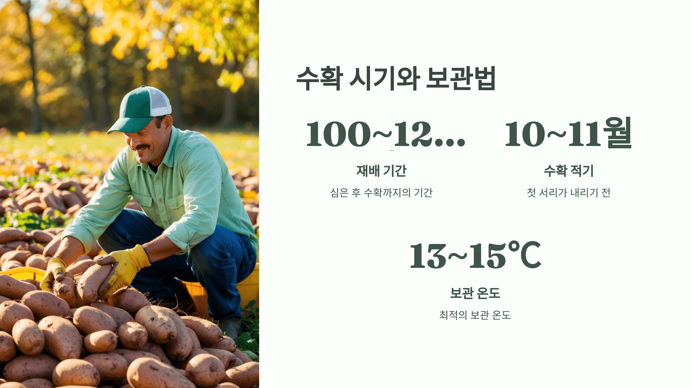 고구마 사진입니다.