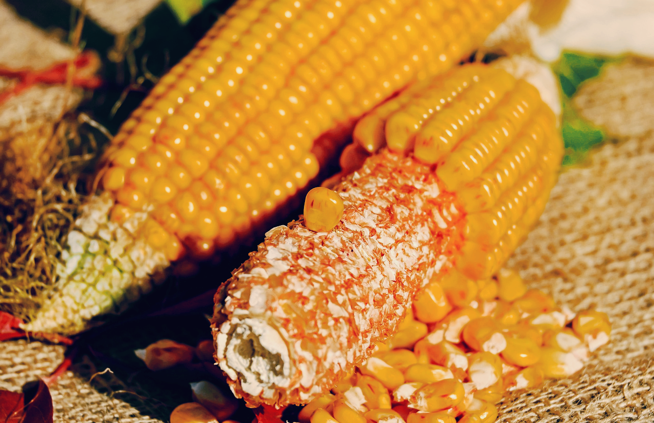 옥수수