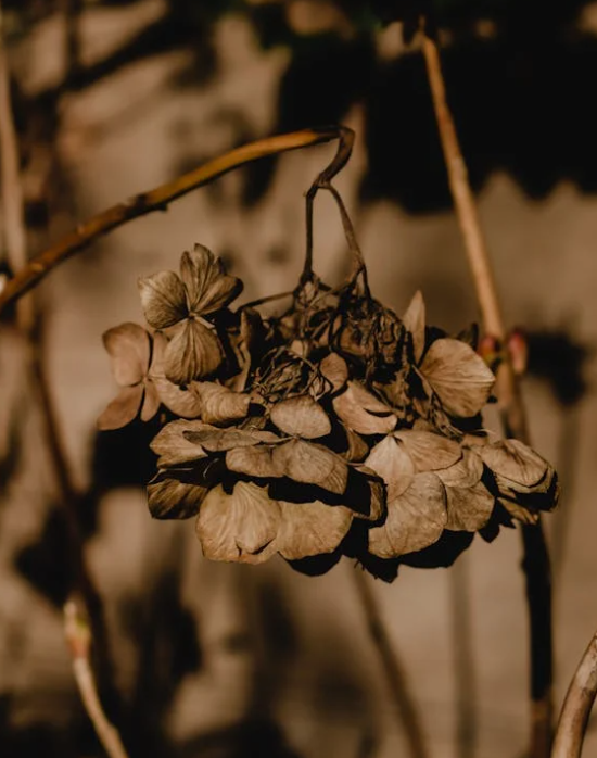 "말라버린 갈색 나무가지, 생명을 잃고 열매 맺지 못한 상태를 상징하는 이미지"