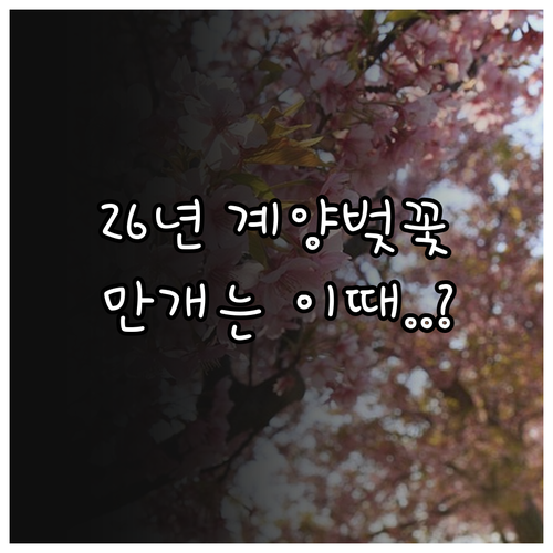 2026년 인천 계양구 벚꽃 개화시기..