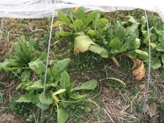 근대 재배 잎 따기 간격 유지 연속 수확_6