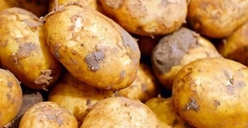 감자 꿈해몽 13가지&nbsp;