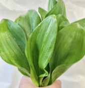 강원도 명이나물