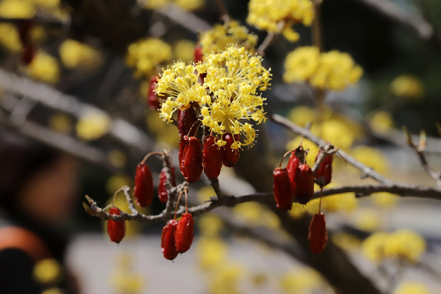 야생에서 잘 자라고 있는 산수유 나무의 노란 꽃과 빨간 산수유 열매를 확대를 하여 찍은 사진