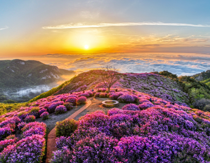 황매산 철쭉제1