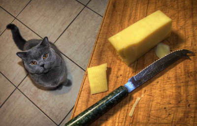 고양이와 치즈가 함께 옮겨져 있는 이미지