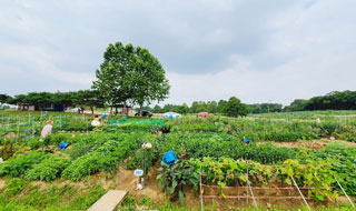 수원 탑동시민농장 양귀비