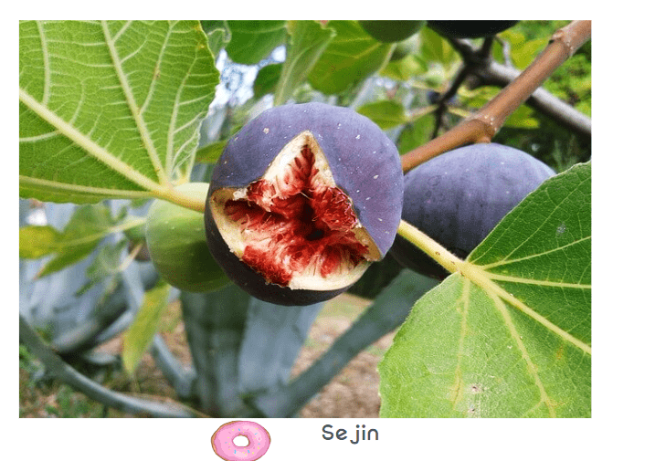 무화과2