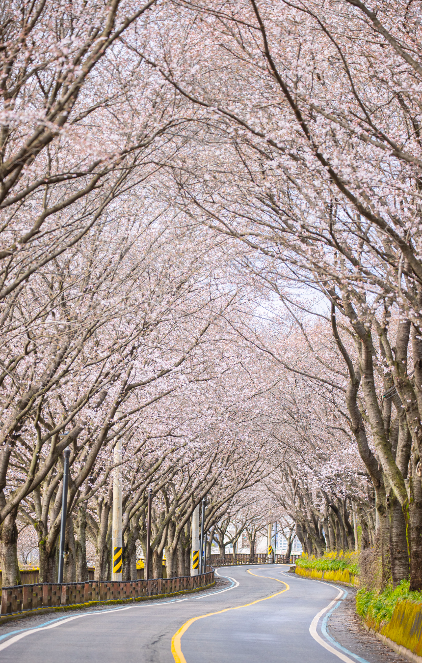 구례 산수유꽃축제 언제 갈까? 2025년 개화 시기 &amp; 필수 코스