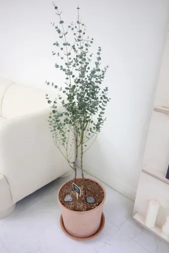 유칼립투스 물주기 향기유지 가지치기 환기관리 실내에서 키우는 요령_5