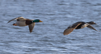 나는 꿈&amp;#44; 날으는 꿈&amp;#44; 날아오르는 꿈