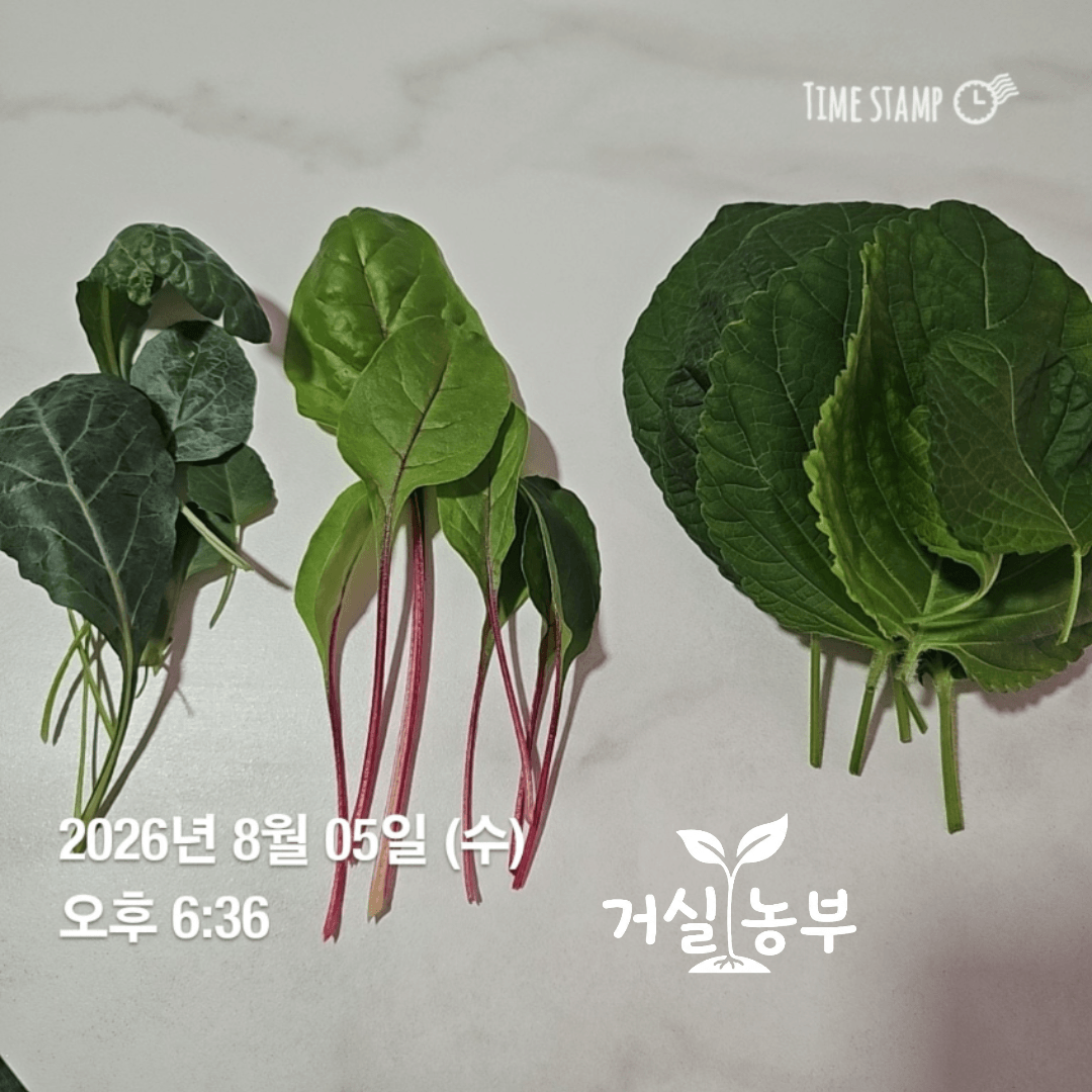 직접 키워 수확한 케일 적근대 깻잎