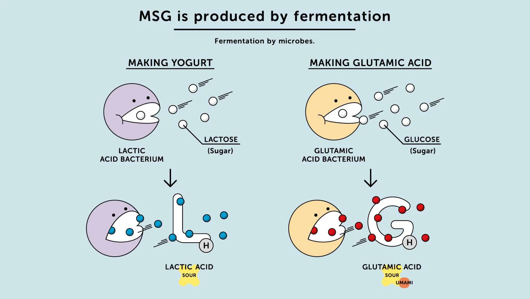 msg 란_1