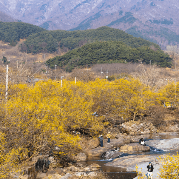구례 산수유축제 주차장 19번 국도 막히기 전 자가용 방문 방법