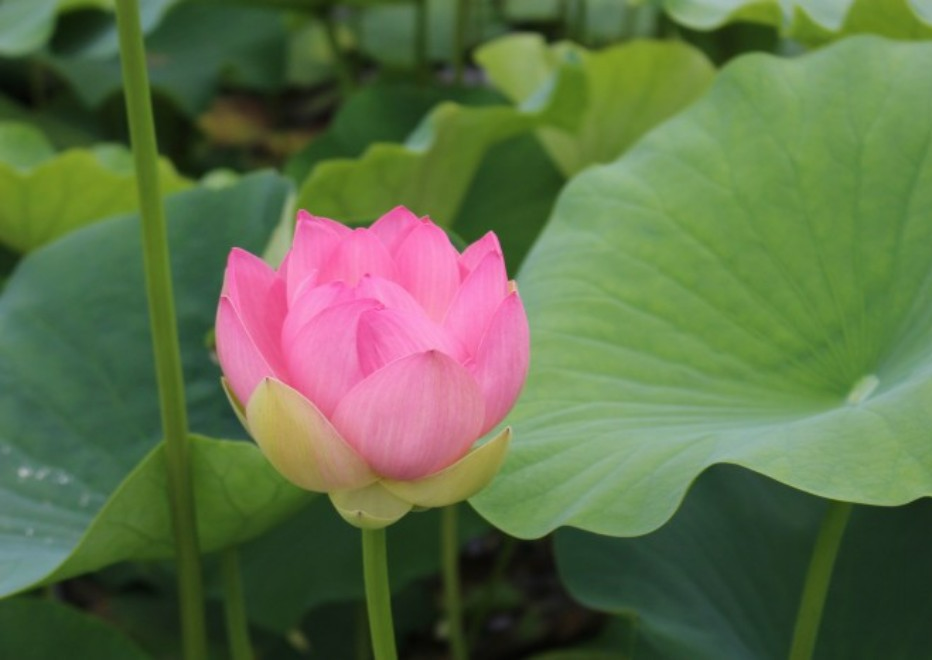 세미원 연꽃문화제