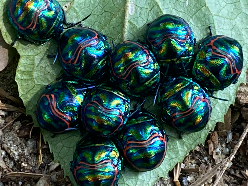 광대노린재 약충4