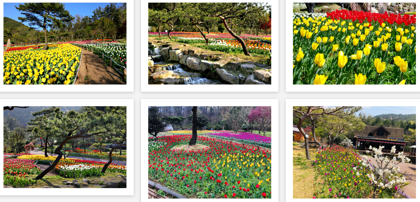 장흥 하늘빛수목원 튤립축제 입장료 주차 글램핑 총정리