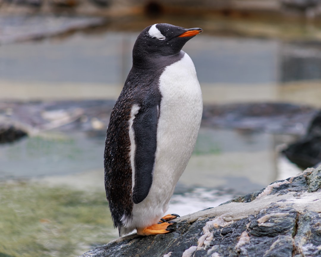 핑구 (Pingu)