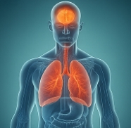 마카다미아의 효능