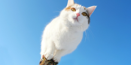 파란 하늘과 하얀 고양이.