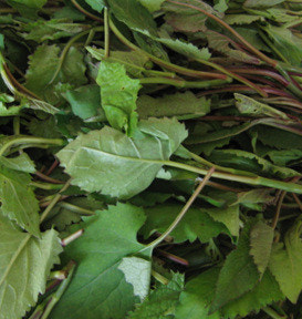 취나물 효능 부작용 칼로리 고르는법