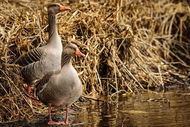 가냘픈 갸날픈 맞춤법 뜻 의미 사용법_2