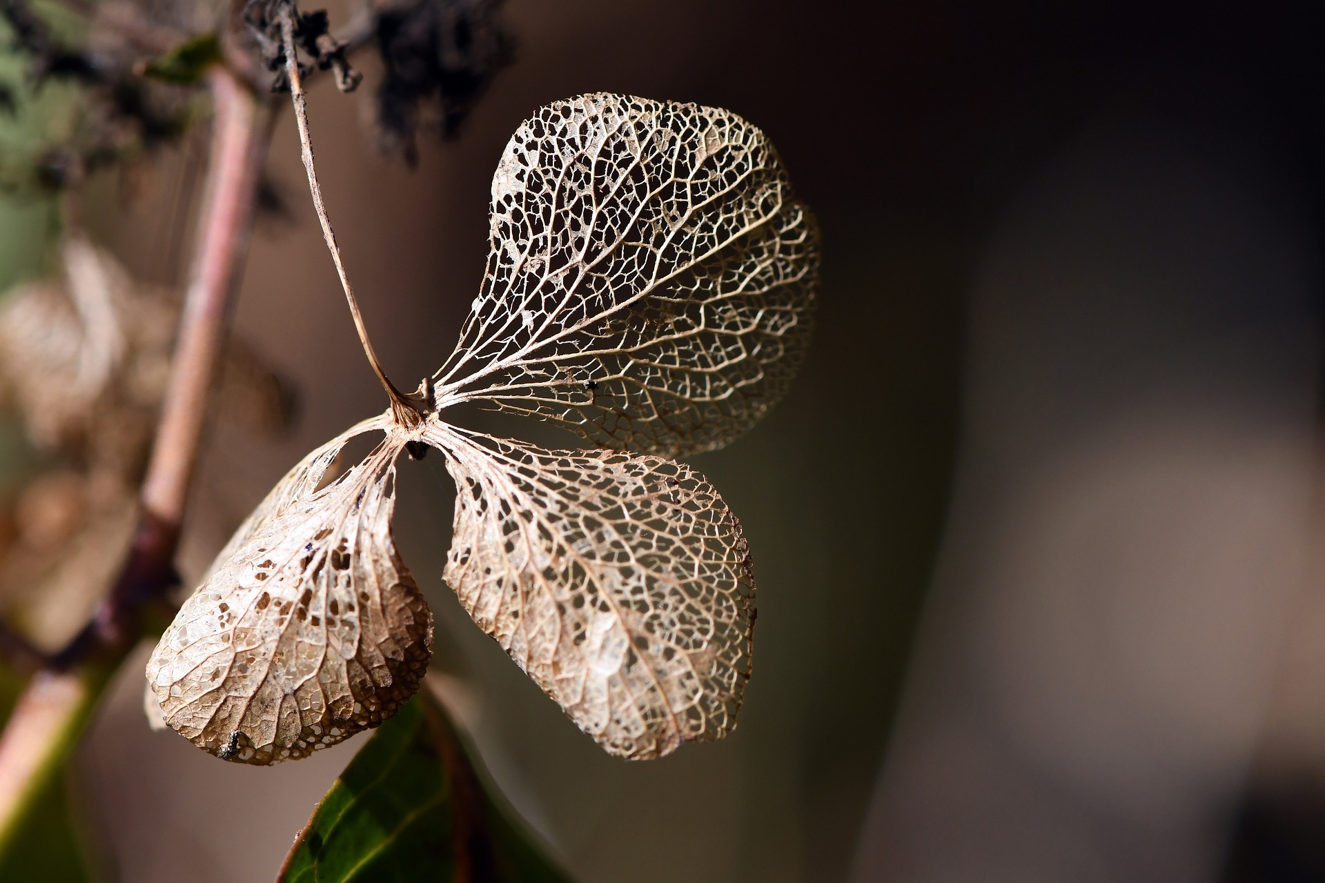 노인성 뇌질환 치매