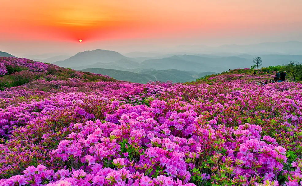 황매산