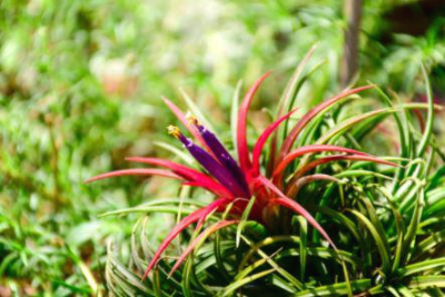 틸란드시아 이오난사 꽃