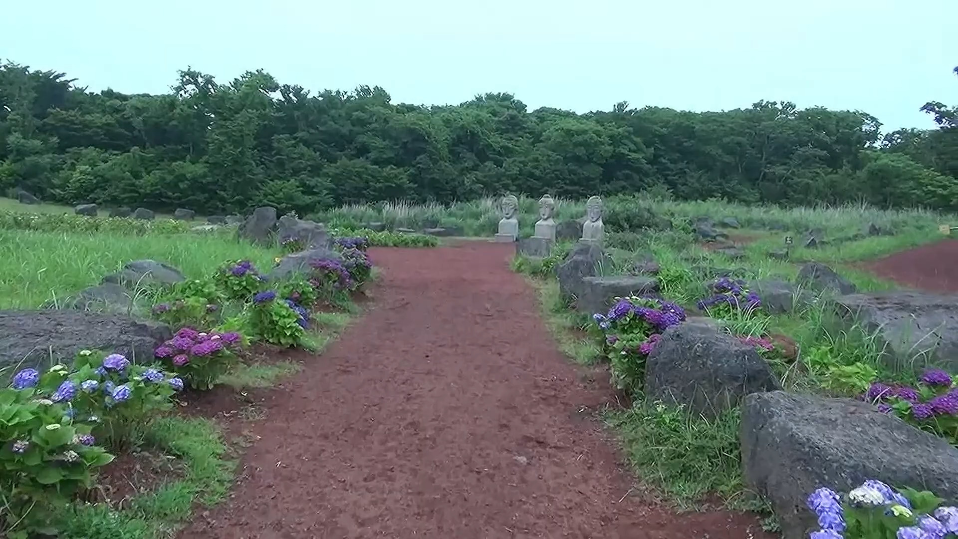 에코랜드 테마파크 수국 삼다정원