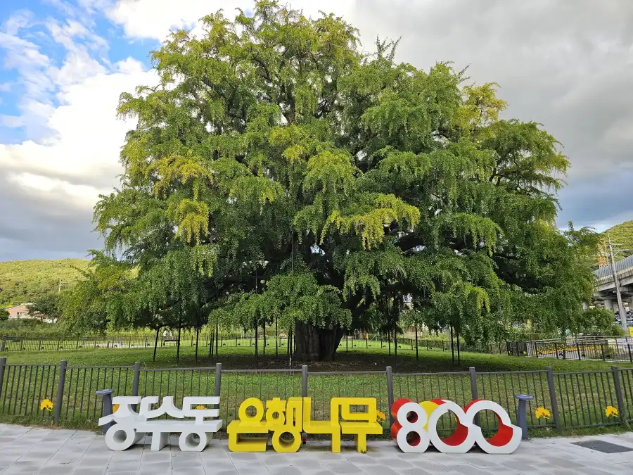 장수동은행나무 가을 모습