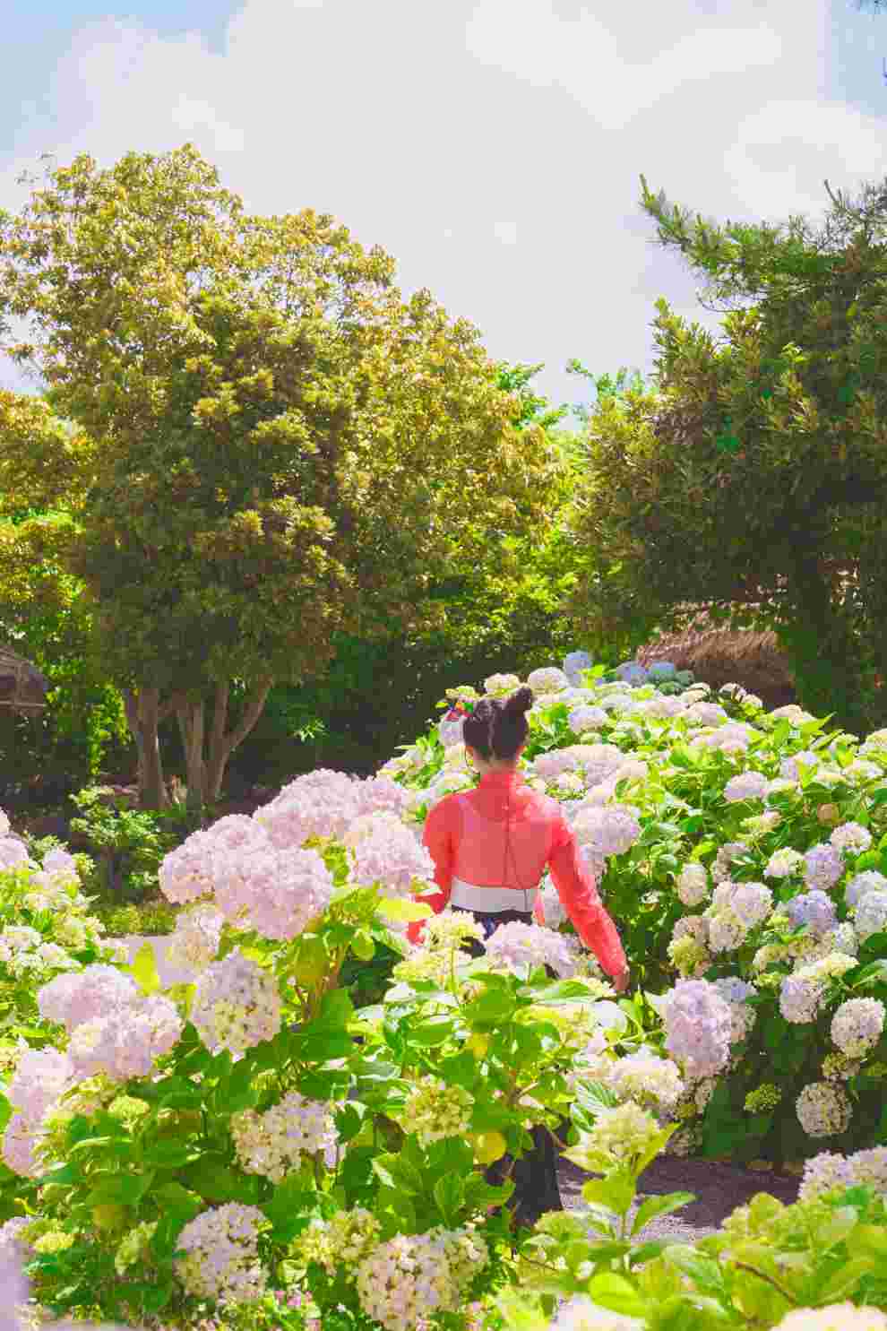 제주민속촌 수국축제