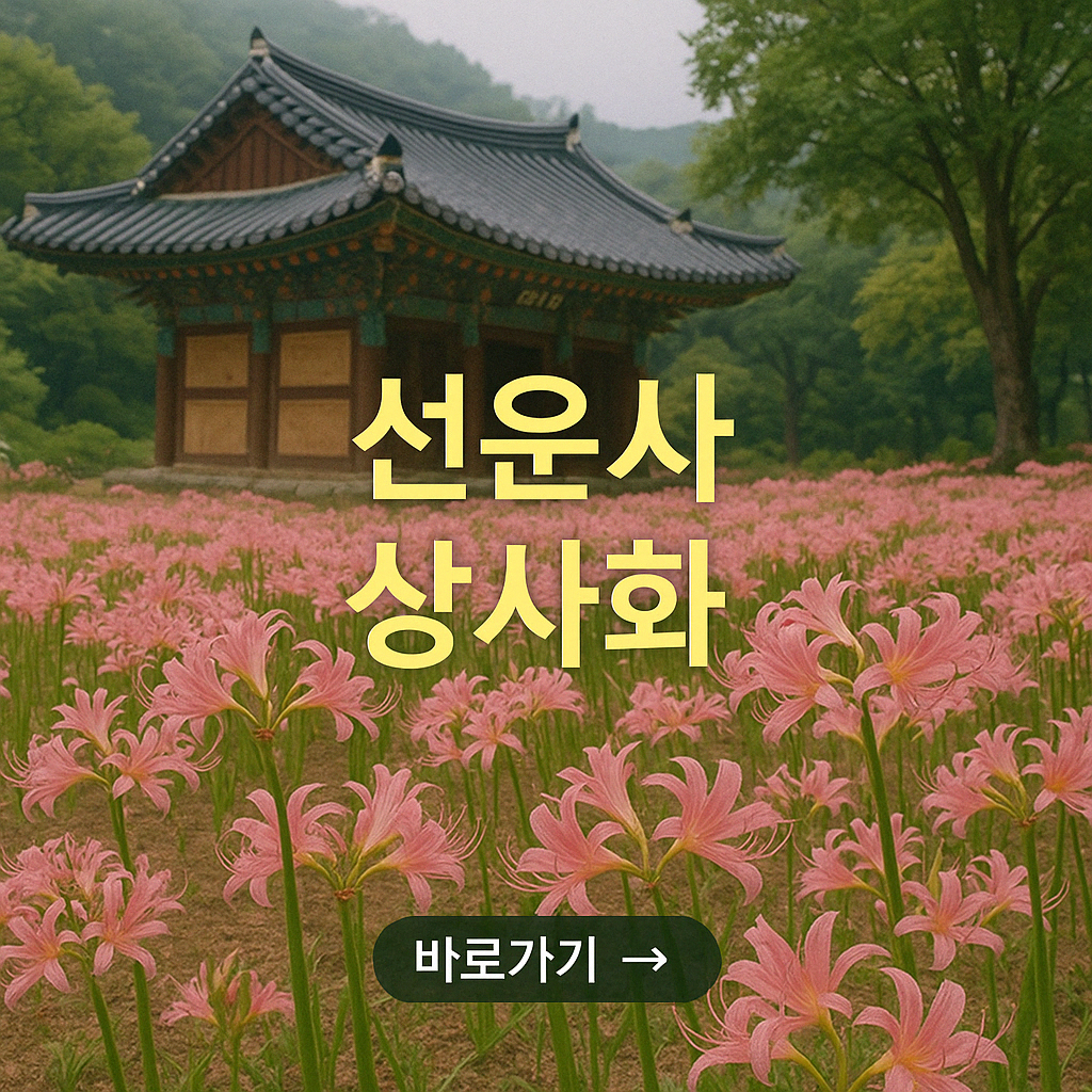선운사 상사화 축제 가을 여행