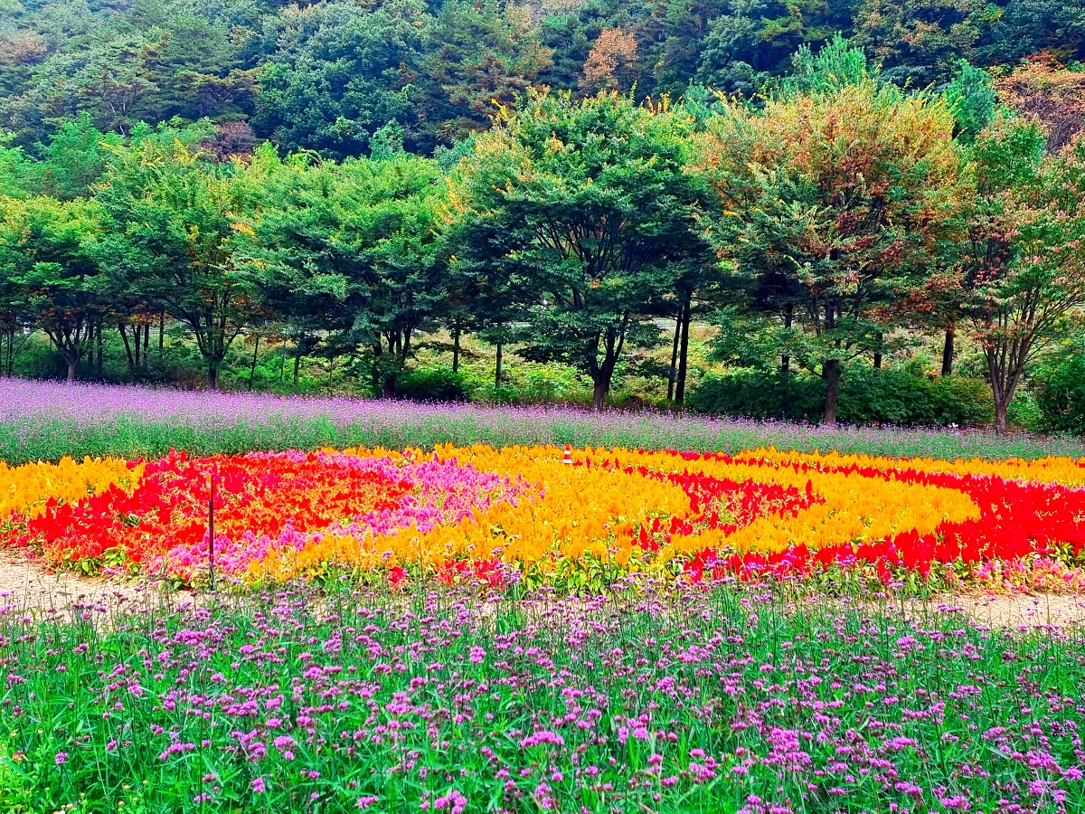 다시 찾아간 2024 인제 가을꽃축제: 국화&amp;#44; 야생화&amp;#44; 수변산책로&amp;#44; 숲 속 꽃길의 매력