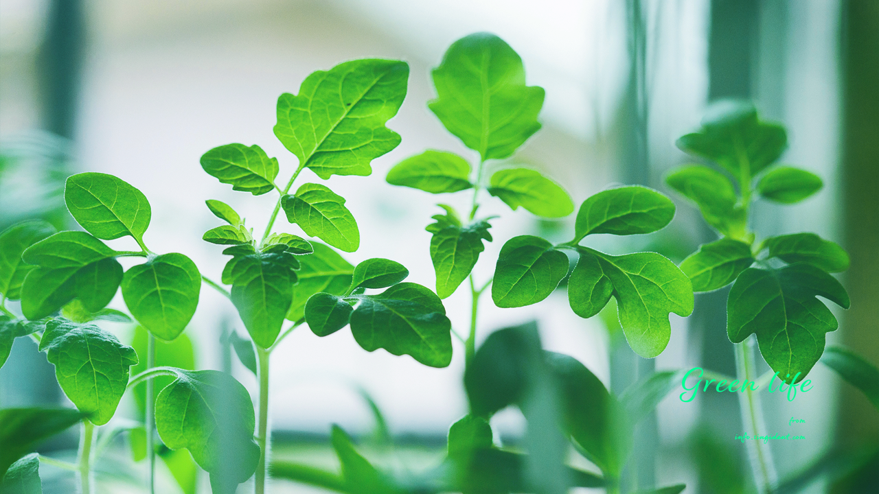 08 초록 풀잎 C - Green life 초록색배경화면