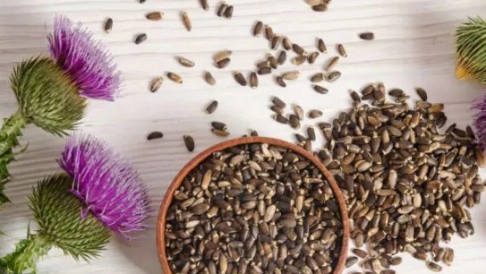 밀크시슬 탈모 효과 및 밀크시슬 복용법과 하루권장량 (+ 자주묻는질문)