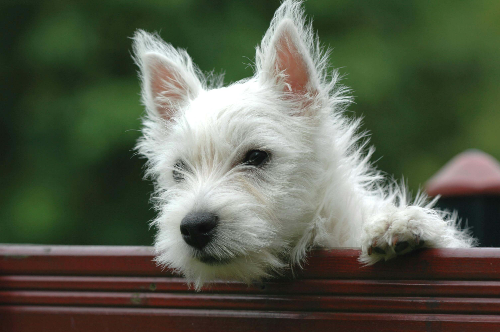 강아지 심장판막증