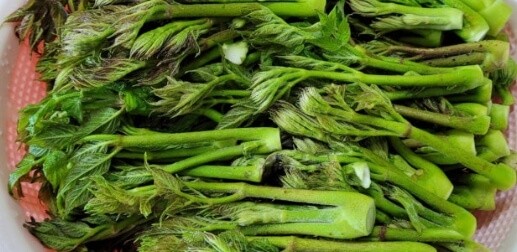 두릅 장아찌 만드는법 황금레시피