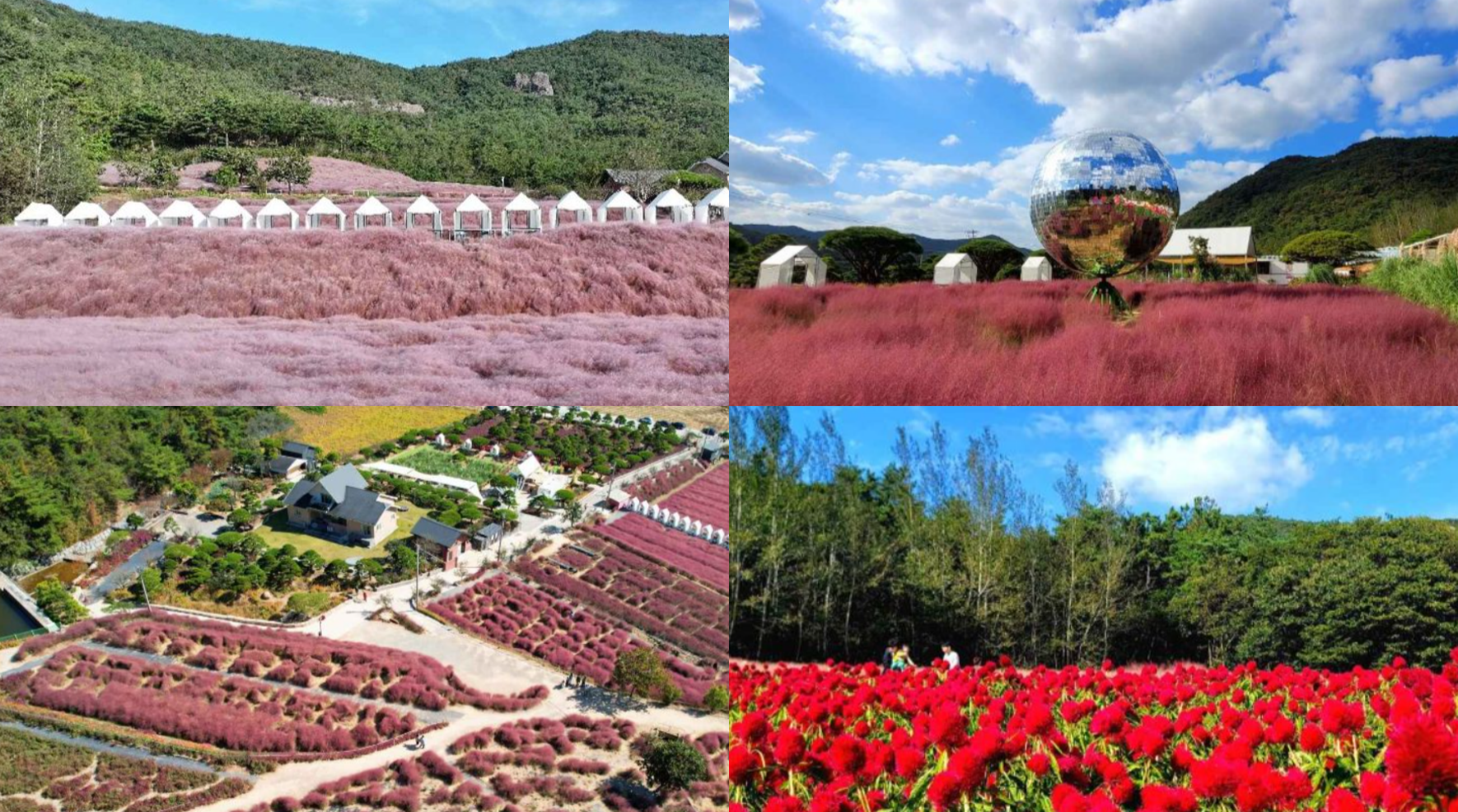 고창 핑크뮬리 축제