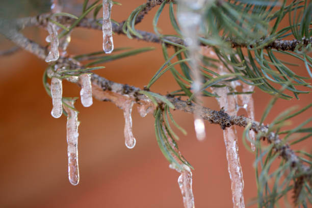 송담 효능 부작용 및 섭취 방법