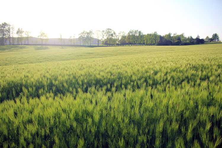 보리나라 학원농장