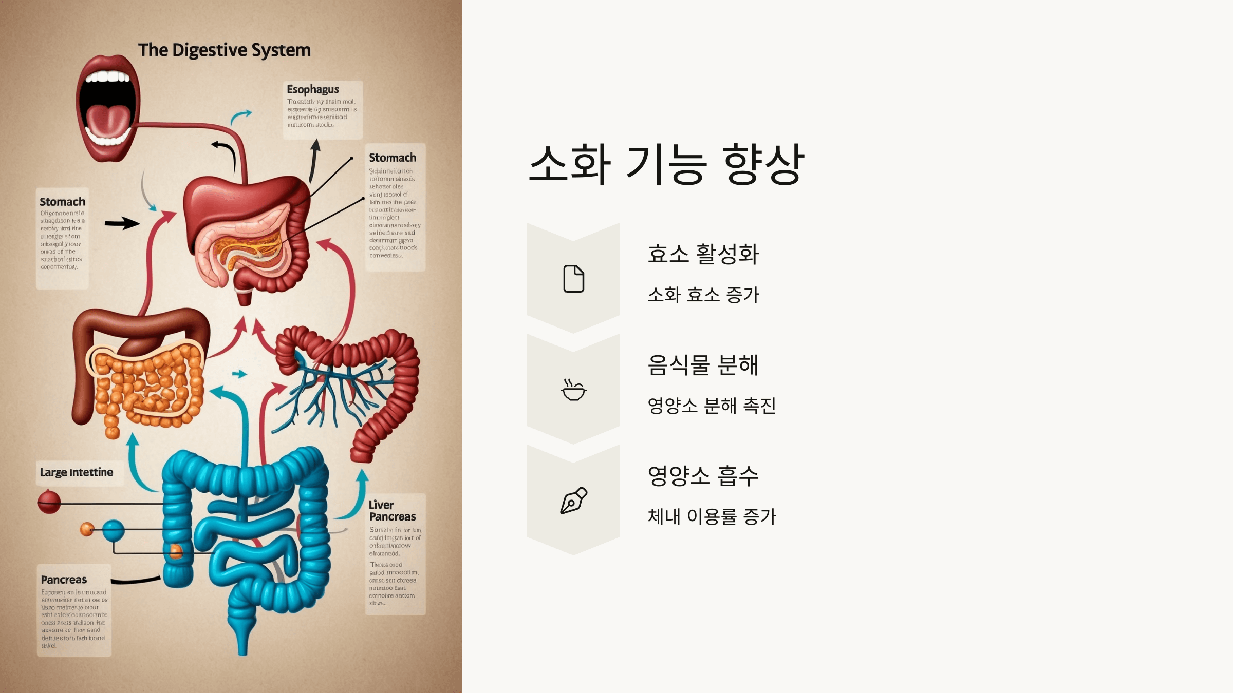 파로 효소와 관련된 사진입니다.