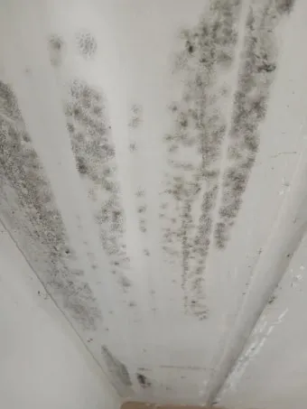 장마철 곰팡이 제거방법 꿀팁 정리 완벽 가이드_24