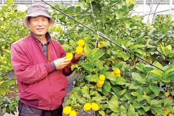 레몬 재배 화분 재배 실내 월동 가지 치기_12