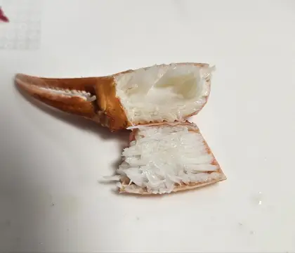 홍게-집게발