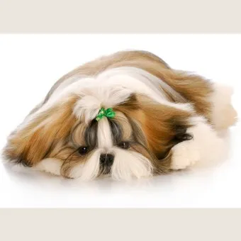 시츄 분양 가격 성격 장단점_20