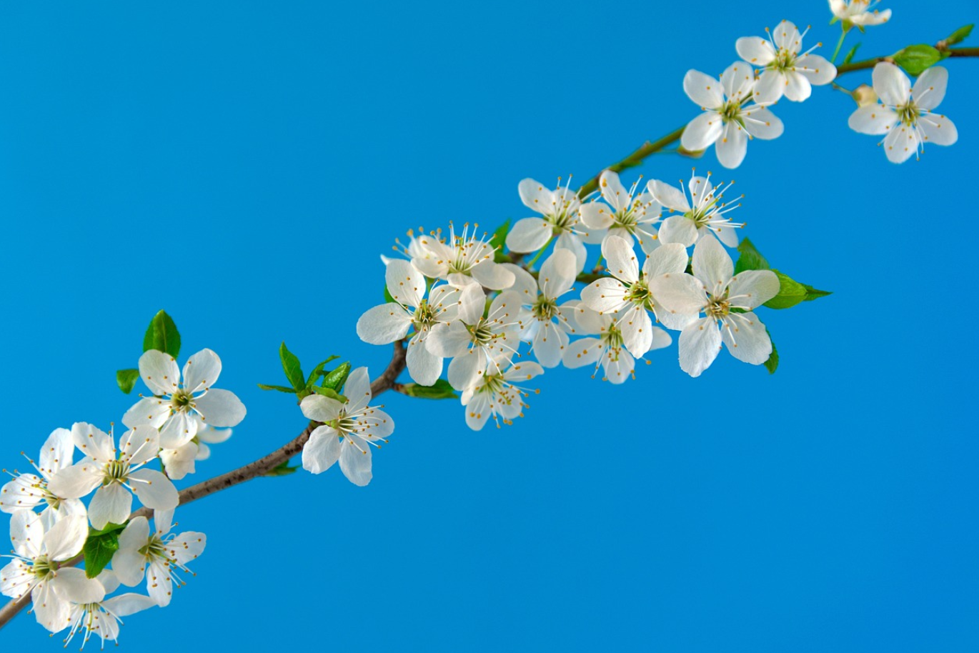 2024년 벚꽃 개화 시기