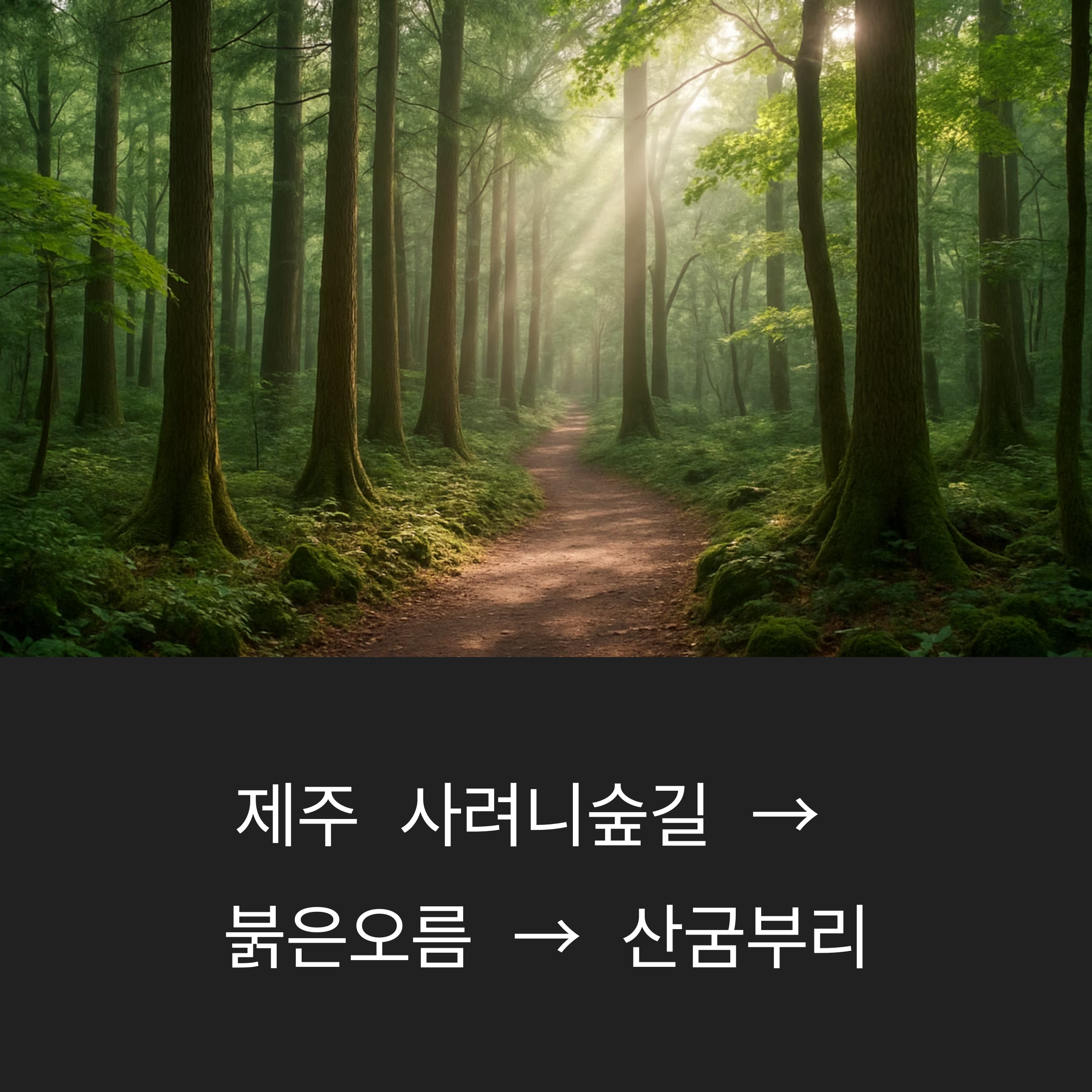 제주 숲길
