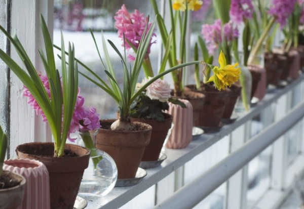 히아신스 구근 식물